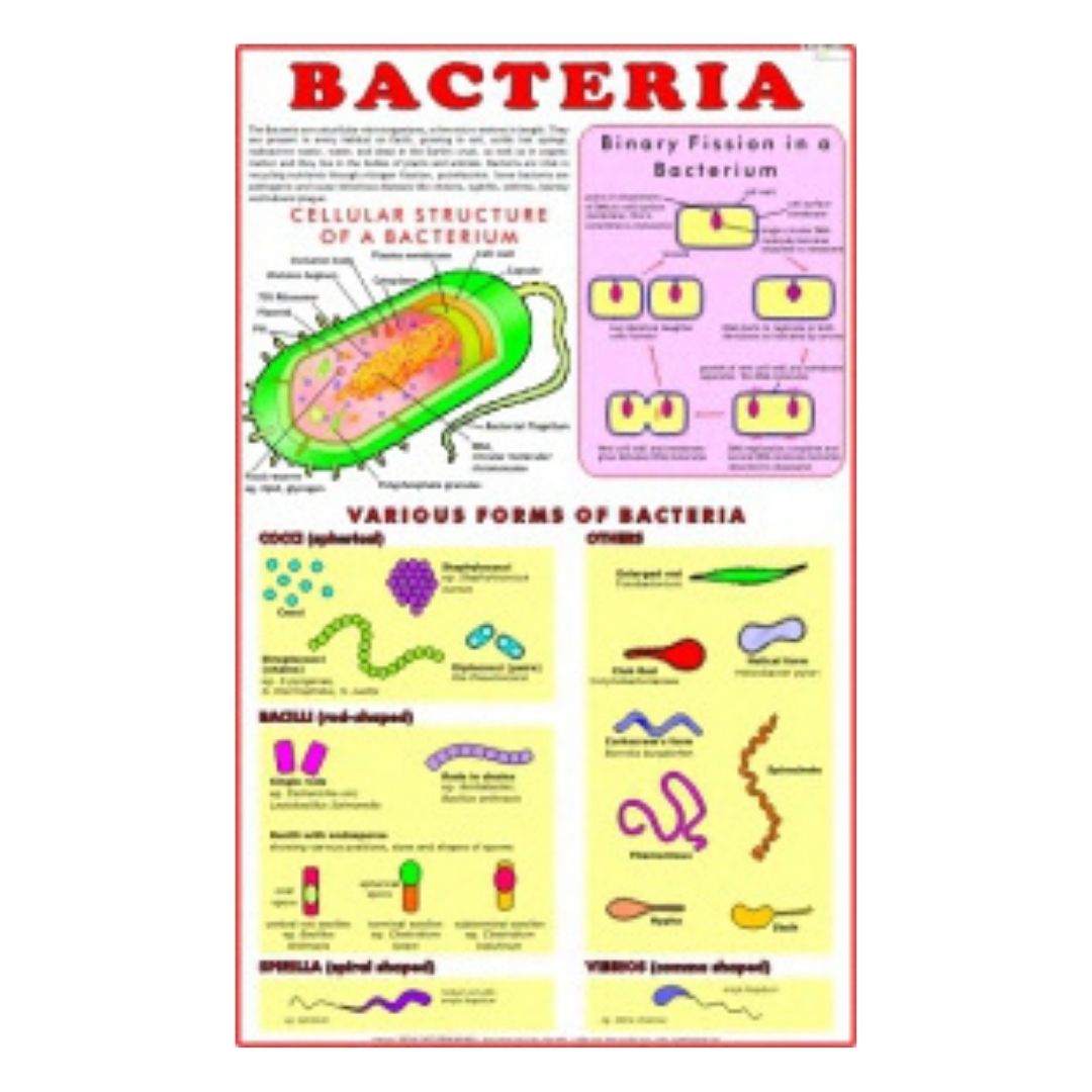 Bacteria Educational Chart – Laminated Paper (70 x 100 cm)