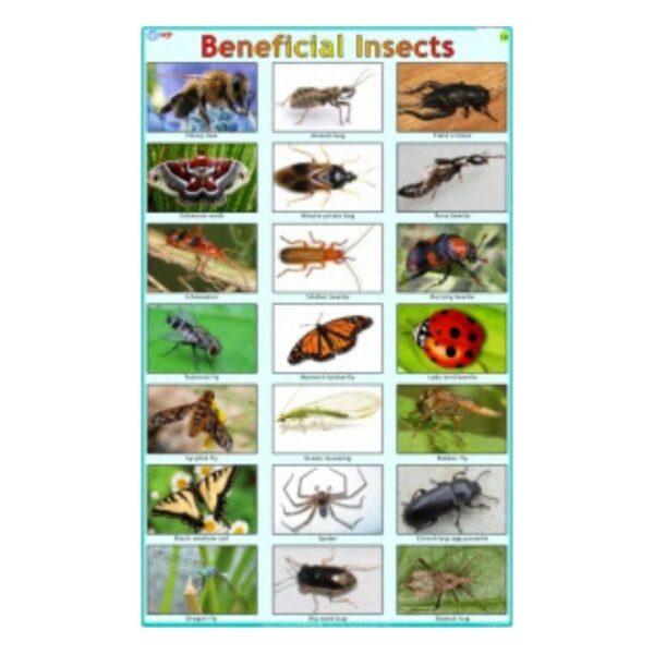 Beneficial Insects - Science Educational Chart – Laminated Paper