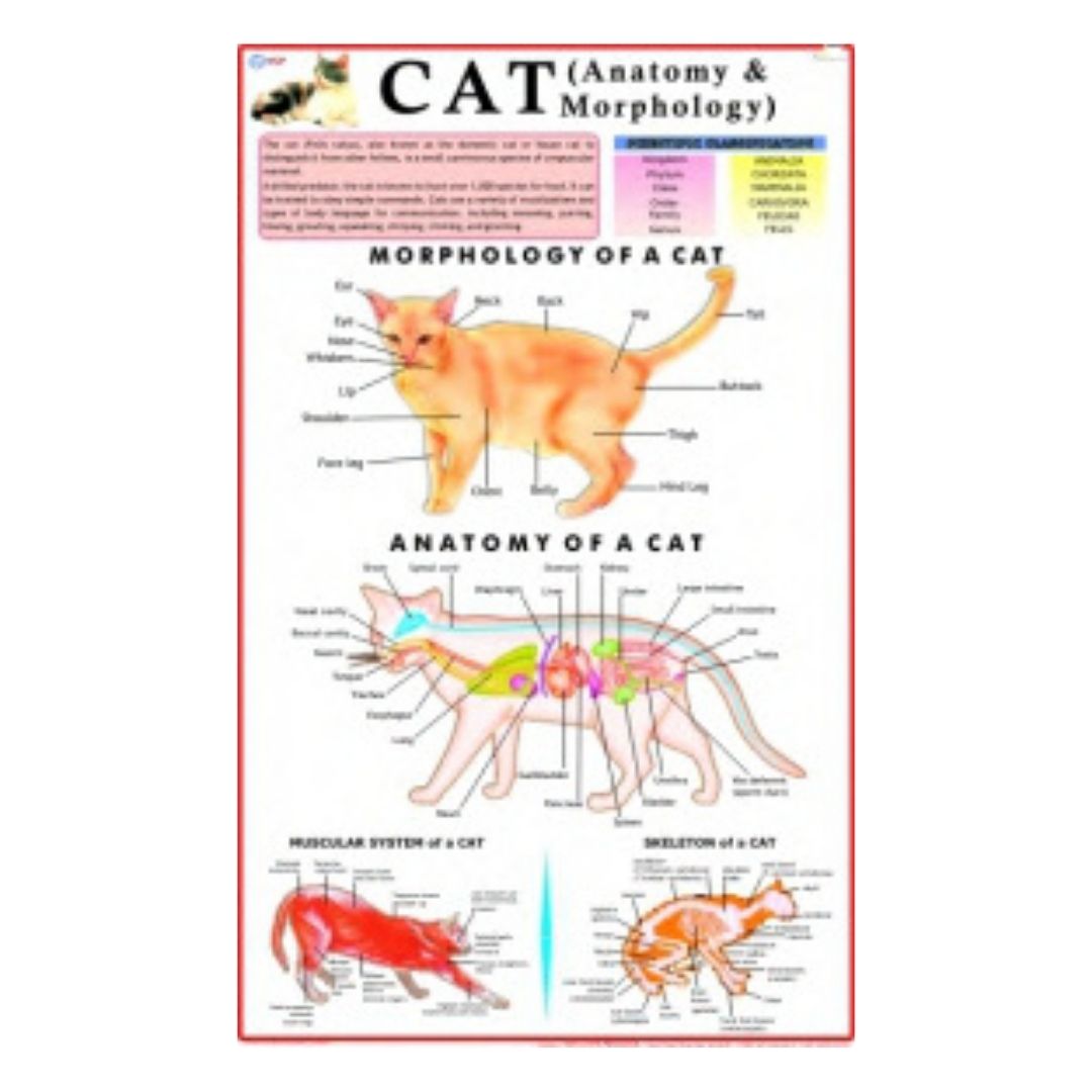 CAT (Anatomy & Morphology) Educational Chart – Laminated Paper (70 x 100 cm)