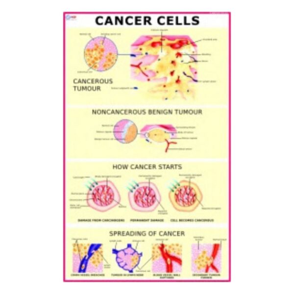 Cancer Cells - Science Educational Chart – Laminated Paper