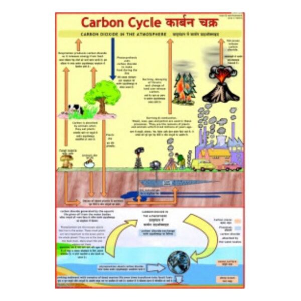 Carbon Cycle - Science Educational Chart – Laminated Paper