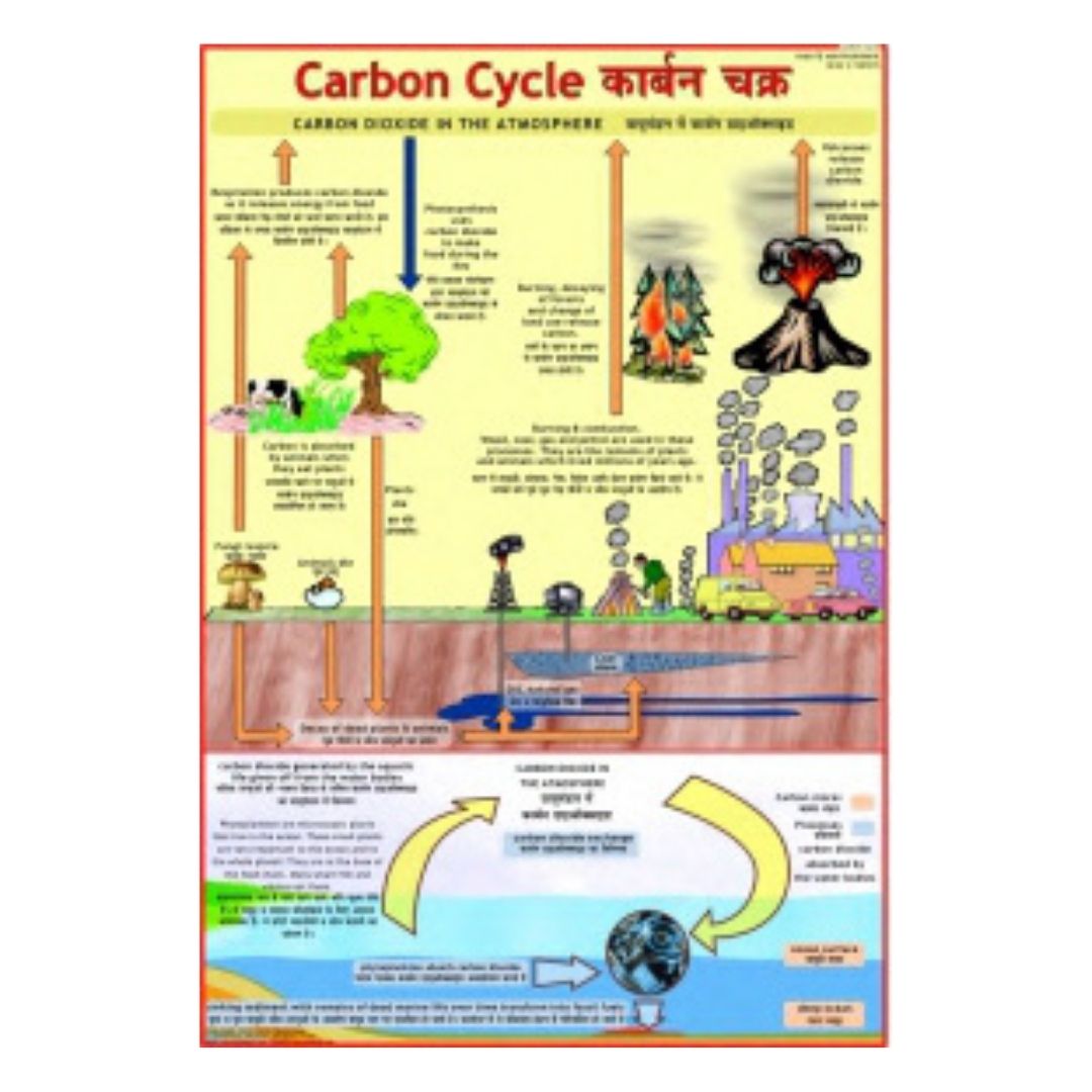 Carbon Cycle Educational Chart – Laminated Paper (70 x 100 cm)