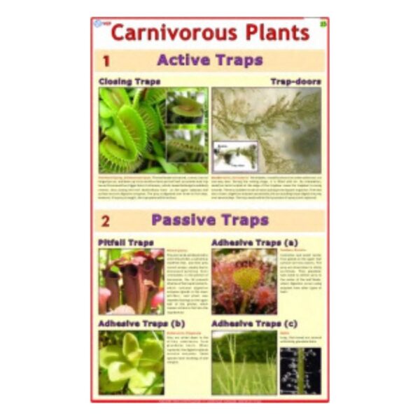Carnivorous Plants - Science Educational Chart – Laminated Paper