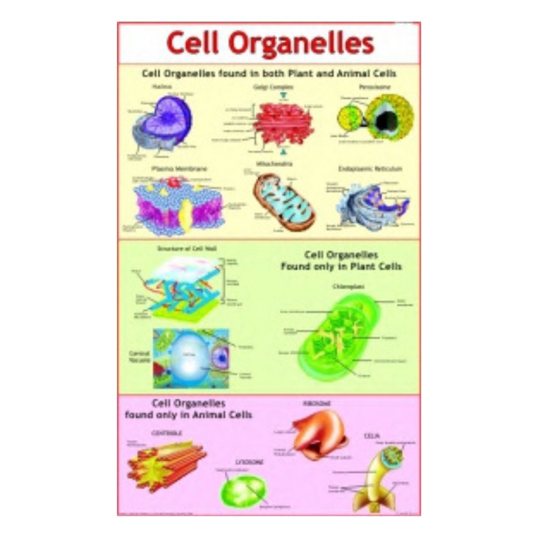 Cell Organelles Educational Chart – Laminated Paper (70 x 100 cm)