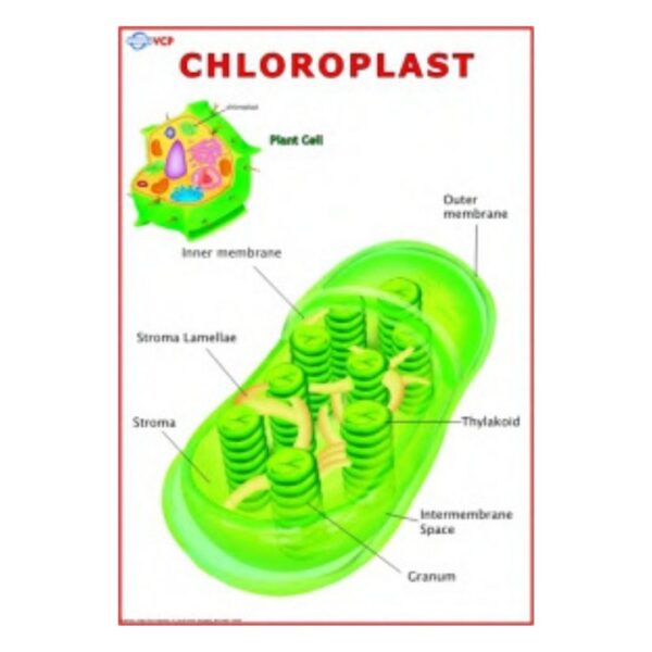 Chloroplast - Science Educational Chart – Laminated Paper