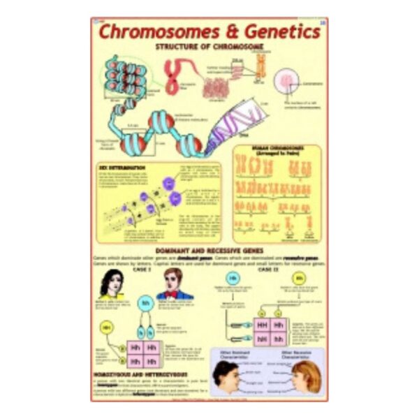Chromosomes & Genetics - Science Educational Chart – Laminated Paper