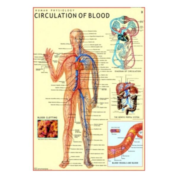 Circulation of Blood - Science Educational Chart – Laminated Paper