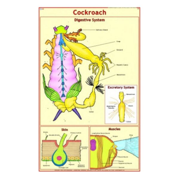 Cockroach (Digestive System) - Science Educational Chart – Laminated Paper