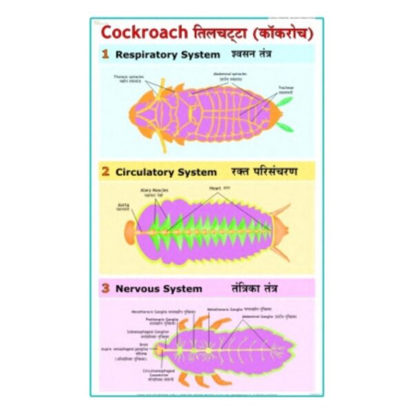 Cockroach - Science Educational Chart – Laminated Paper