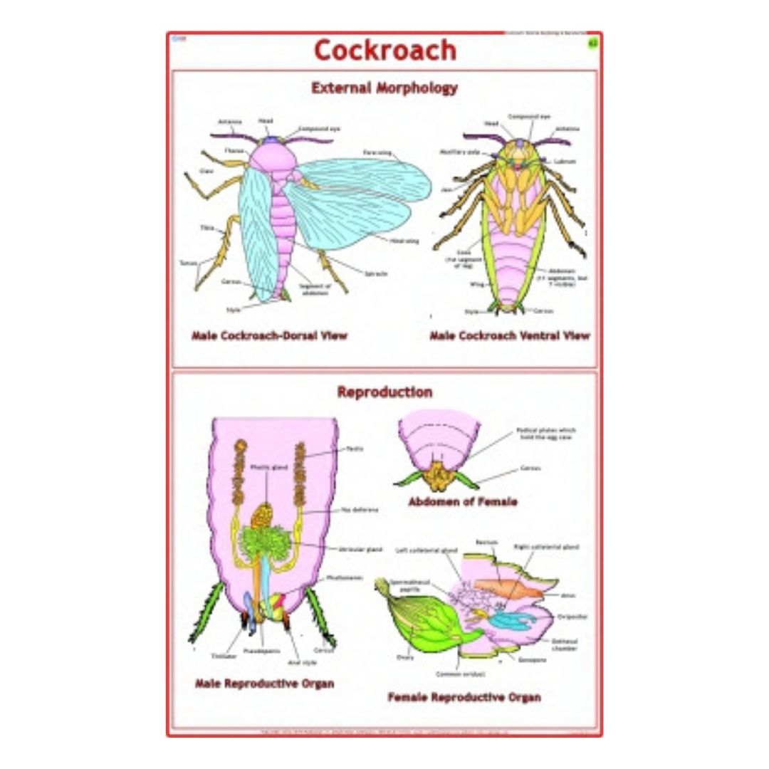 Cockroach (External Morphology) Educational Chart – Laminated Paper (70 x 100 cm)