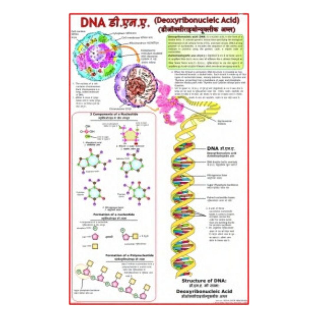 DNA_ Deoxyribonucleic Acid Educational Chart – Laminated Paper (70 x 100 cm)