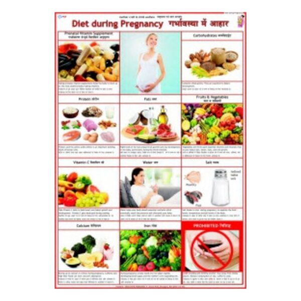 Diet during Pregnancy - Science Educational Chart – Laminated Paper
