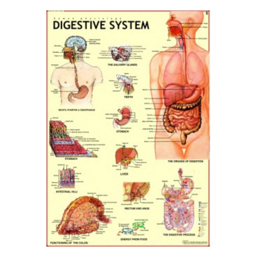 Digestive System Educational Chart – Laminated Paper (70 x 100 cm)