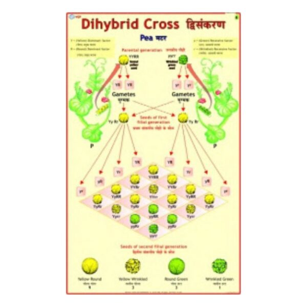 Dihybrid Cross - Science Educational Chart – Laminated Paper