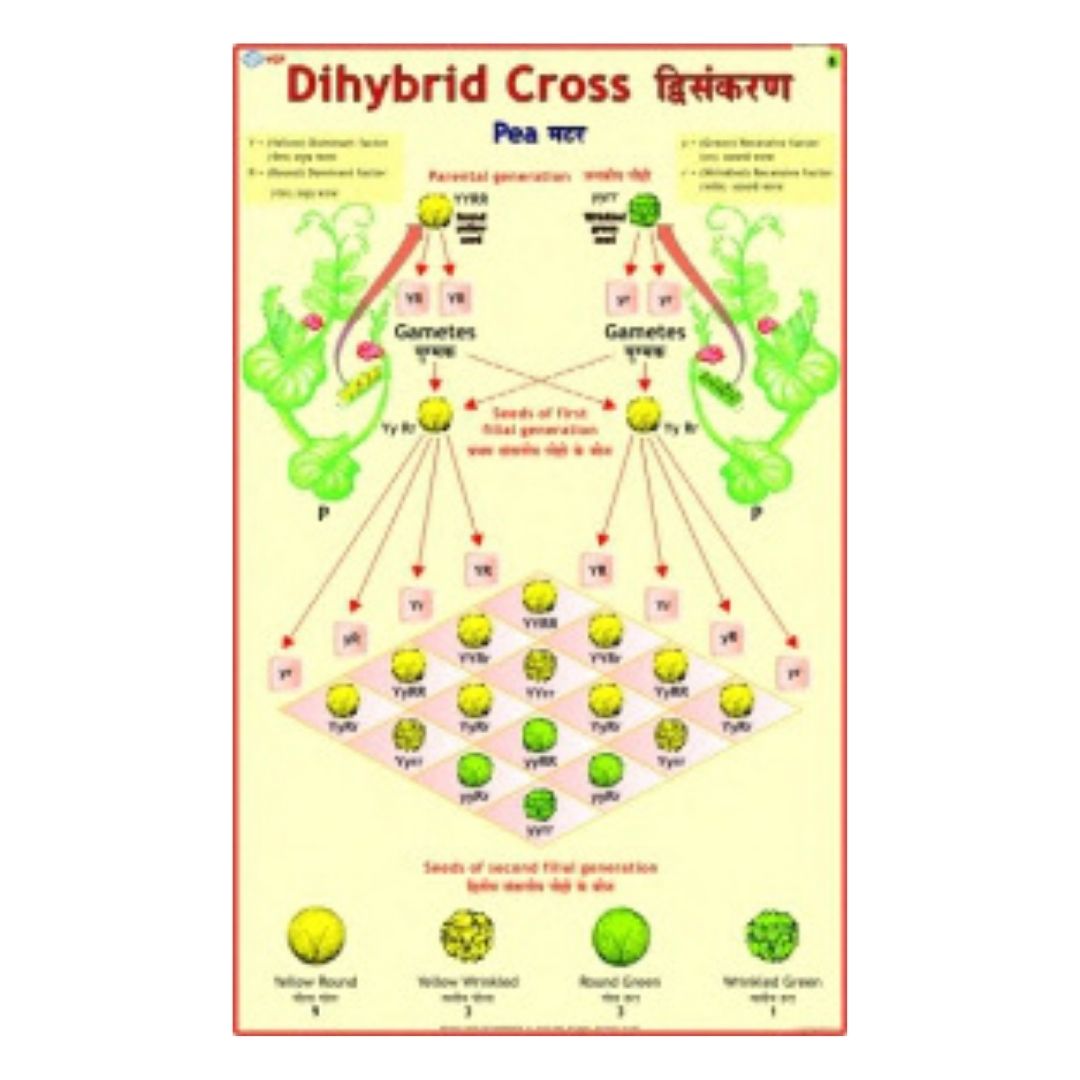 Dihybrid Cross Educational Chart – Laminated Paper (70 x 100 cm)