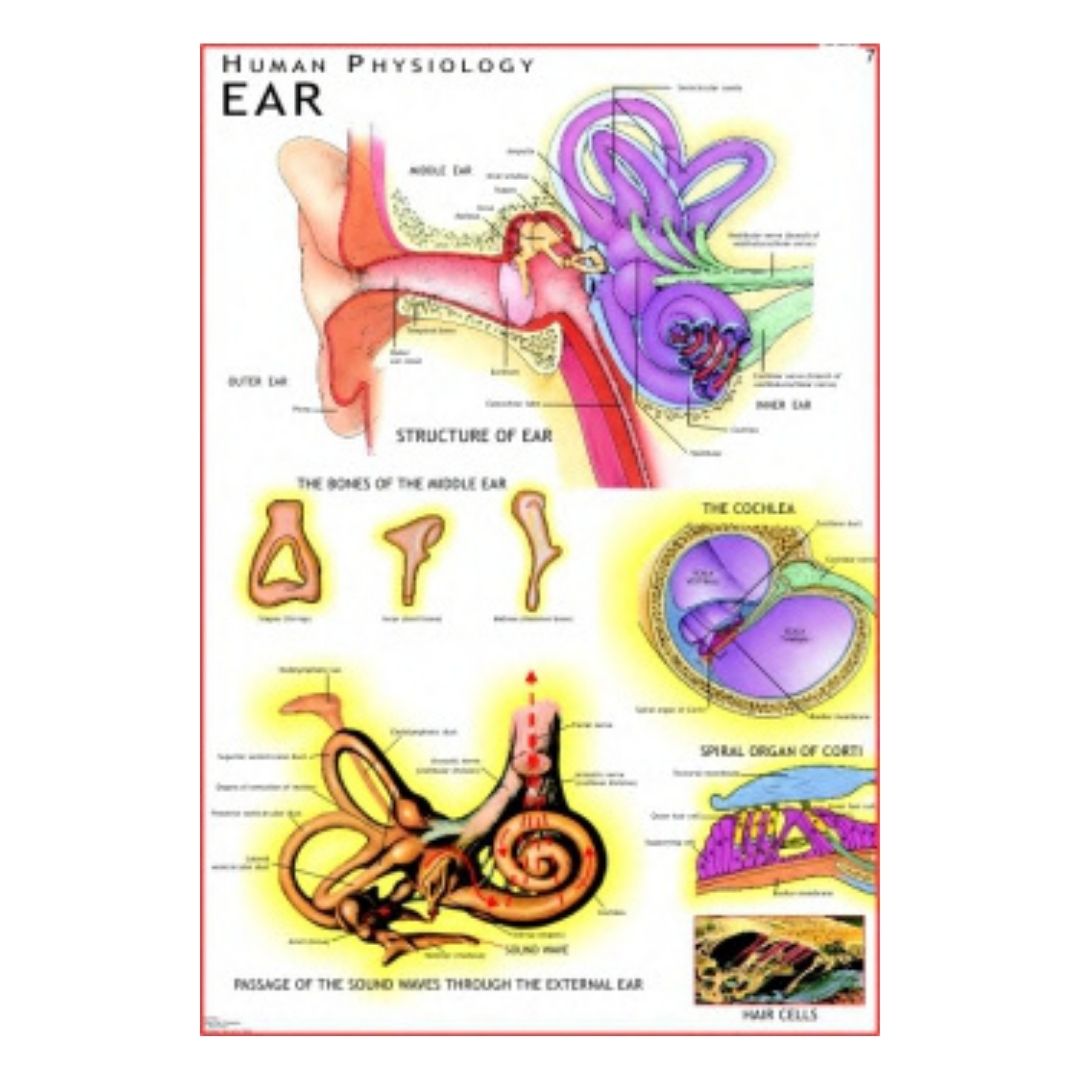 Ear Educational Chart – Laminated Paper (70 x 100 cm)