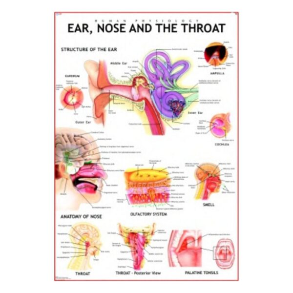 Ear, Nose & The Throat - Science Educational Chart – Laminated Paper