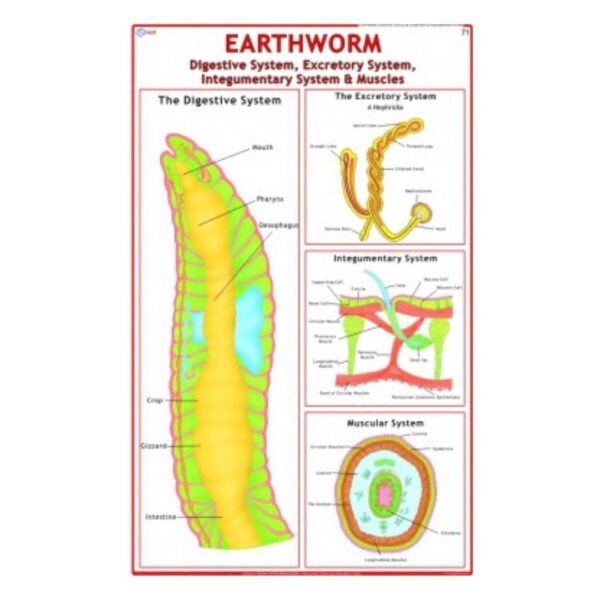Earthworm (Digestive System, Excretory System, Integumentary System & Muscles) - Science Educational Chart – Laminated Paper