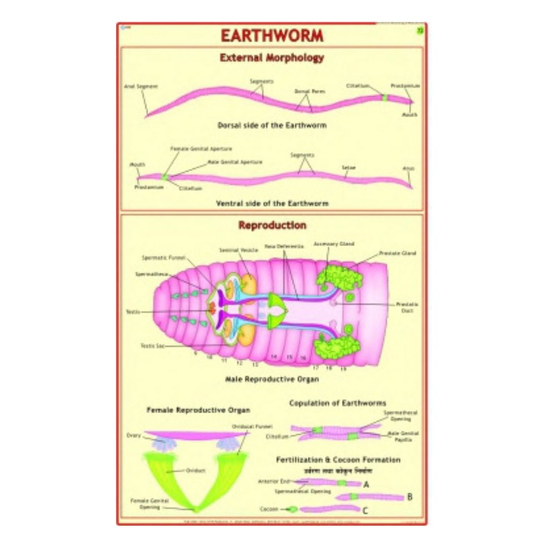 Earthworm (External Morphology) Educational Chart – Laminated Paper (70 x 100 cm)