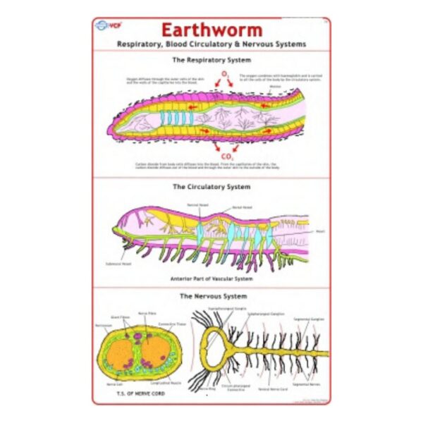 Earthworm (Respiratory, Blood Circulatory & Nervous Systems) - Science Educational Chart – Laminated Paper