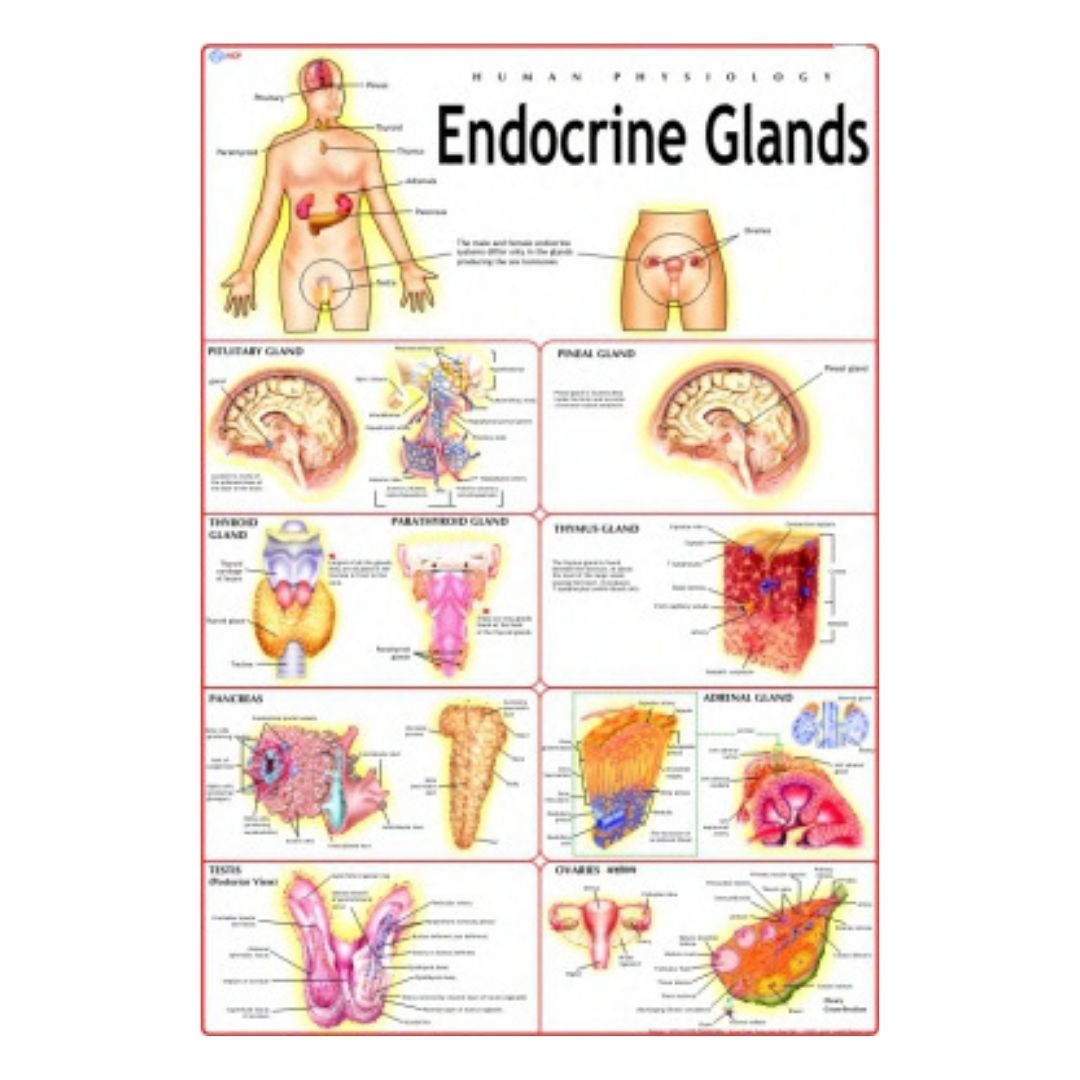 Endocrine Glands Educational Chart – Laminated Paper (70 x 100 cm)