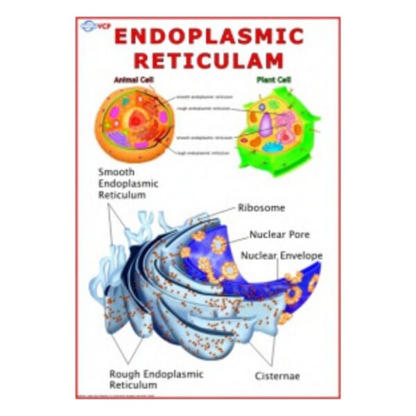 Endoplasmic Reticulum - Science Educational Chart – Laminated Paper