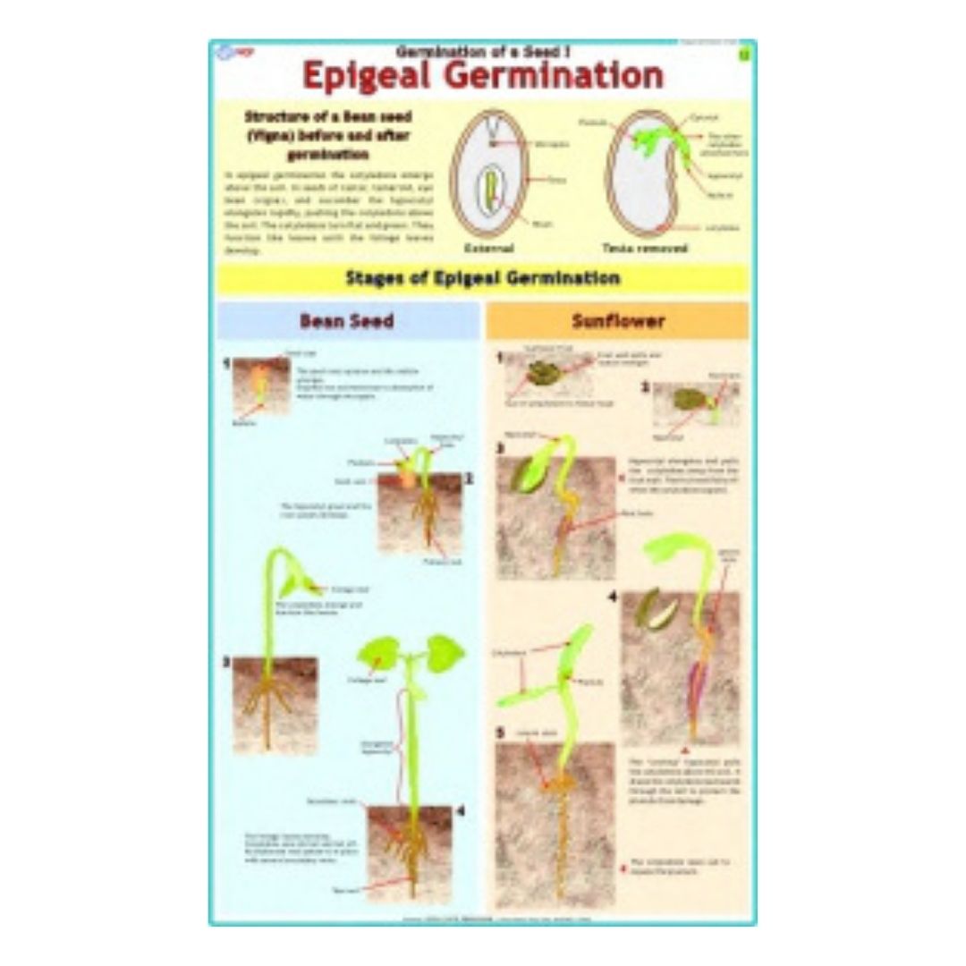 Epigeal Germination Educational Chart – Laminated Paper (70 x 100 cm)