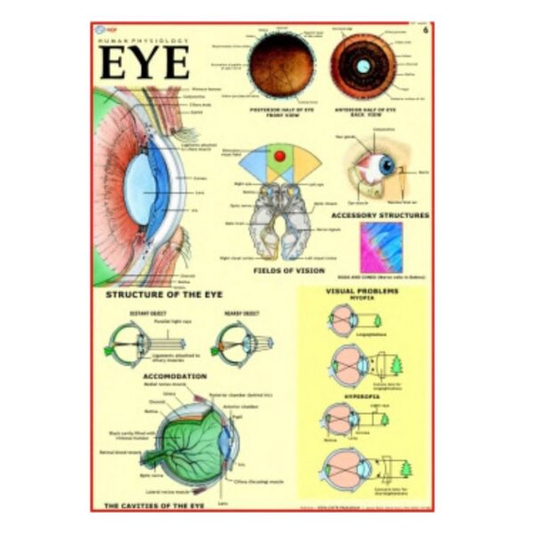 Eye - Science Educational Chart – Laminated Paper