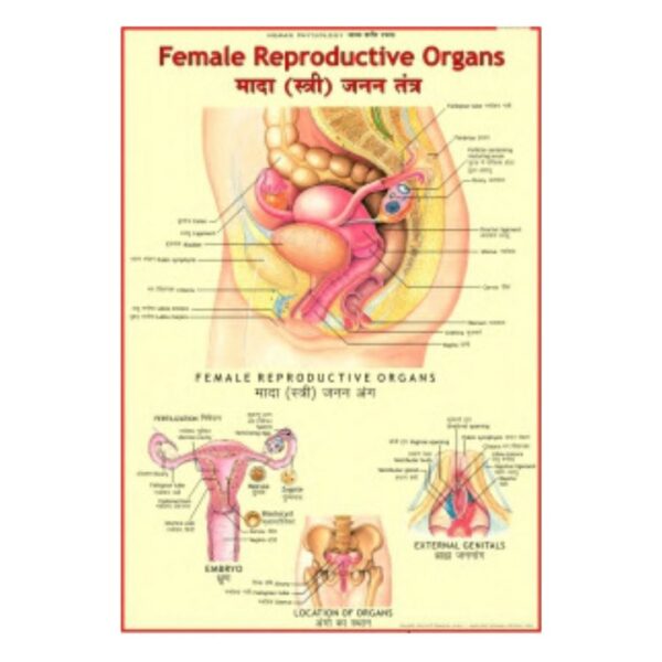 Female Reproductive Organs - Science Educational Chart – Laminated Paper