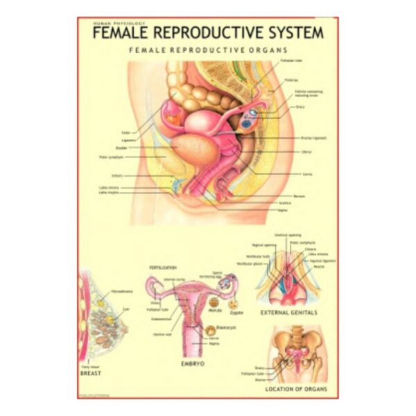 Female Reproductive System - Science Educational Chart – Laminated Paper