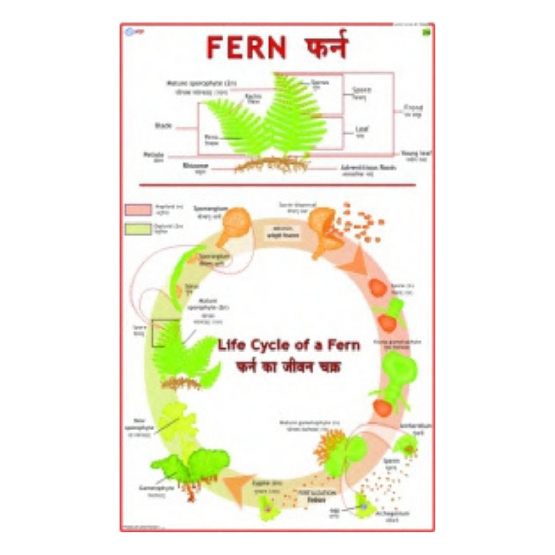 Fern Educational Chart – Laminated Paper (70 x 100 cm)