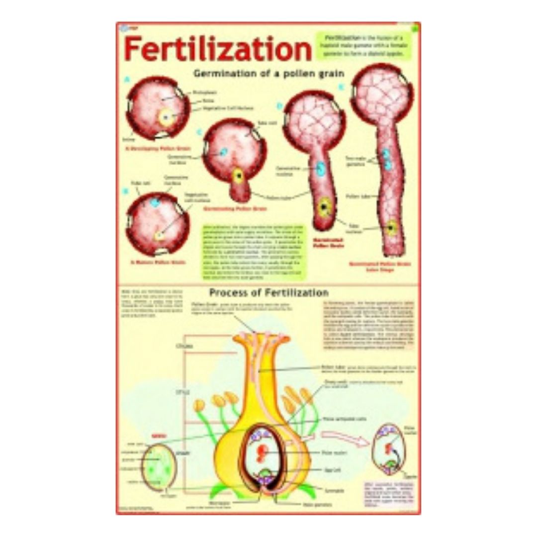 Fertilization Educational Chart – Laminated Paper (70 x 100 cm)