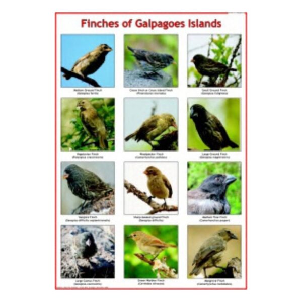 Finches of Galapagos Islands - Science Educational Chart – Laminated Paper