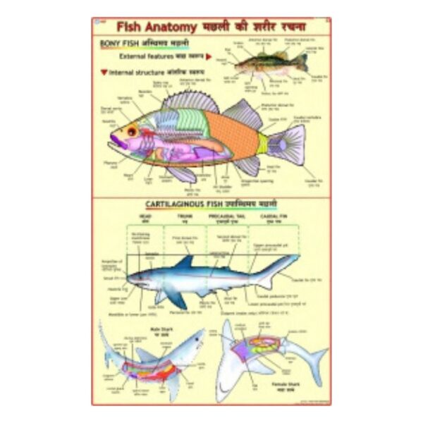 Fish Anatomy - Science Educational Chart – Laminated Paper
