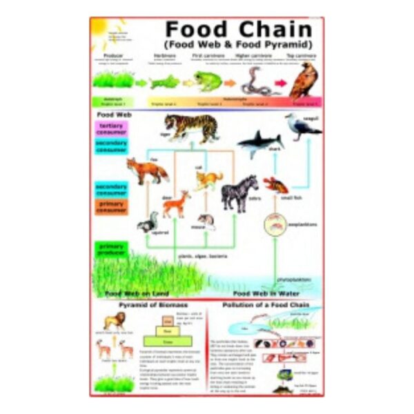 Food Chain - Science Educational Chart – Laminated Paper
