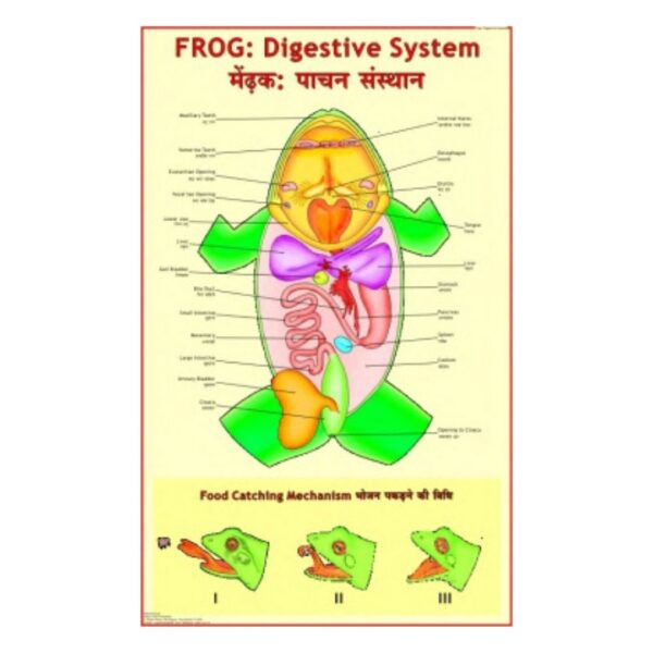 Frog Digestive System - Science Educational Chart – Laminated Paper
