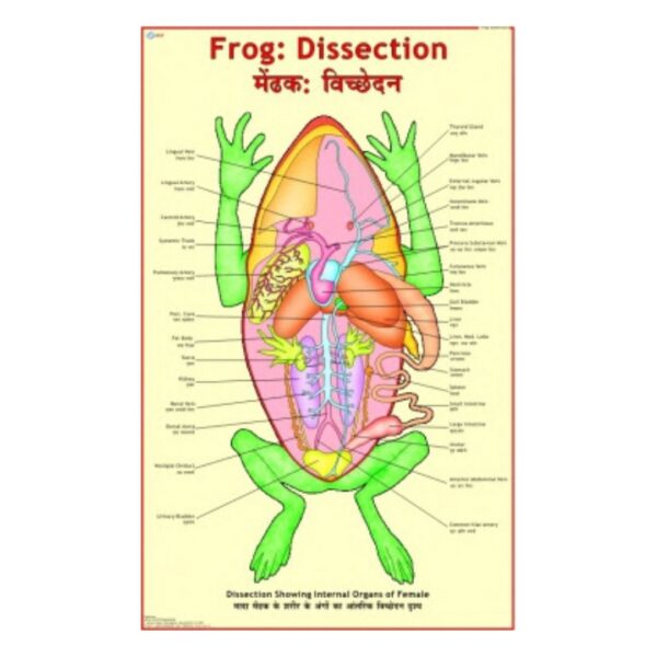 Frog Dissection - Science Educational Chart – Laminated Paper