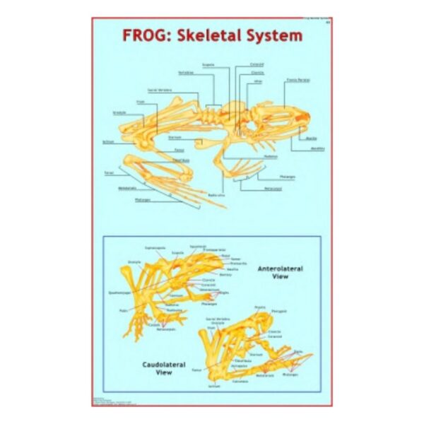 Frog Skeletal System - Science Educational Chart – Laminated Paper