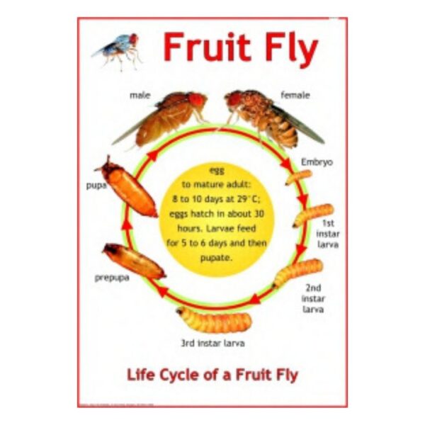 Fruit Fly - Science Educational Chart – Laminated Paper