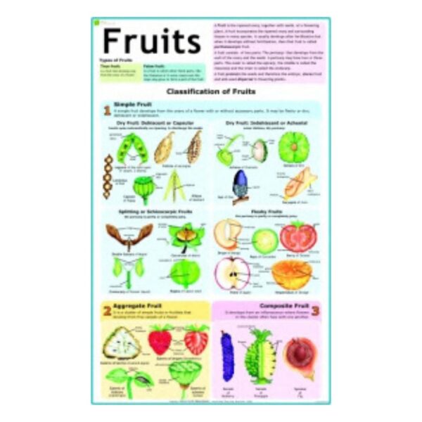 Fruits - Science Educational Chart – Laminated Paper