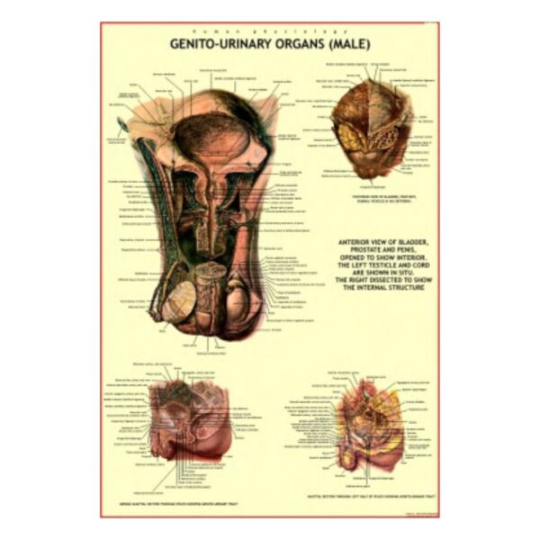Genito-Urinary Organs (Male) - Science Educational Chart – Laminated Paper
