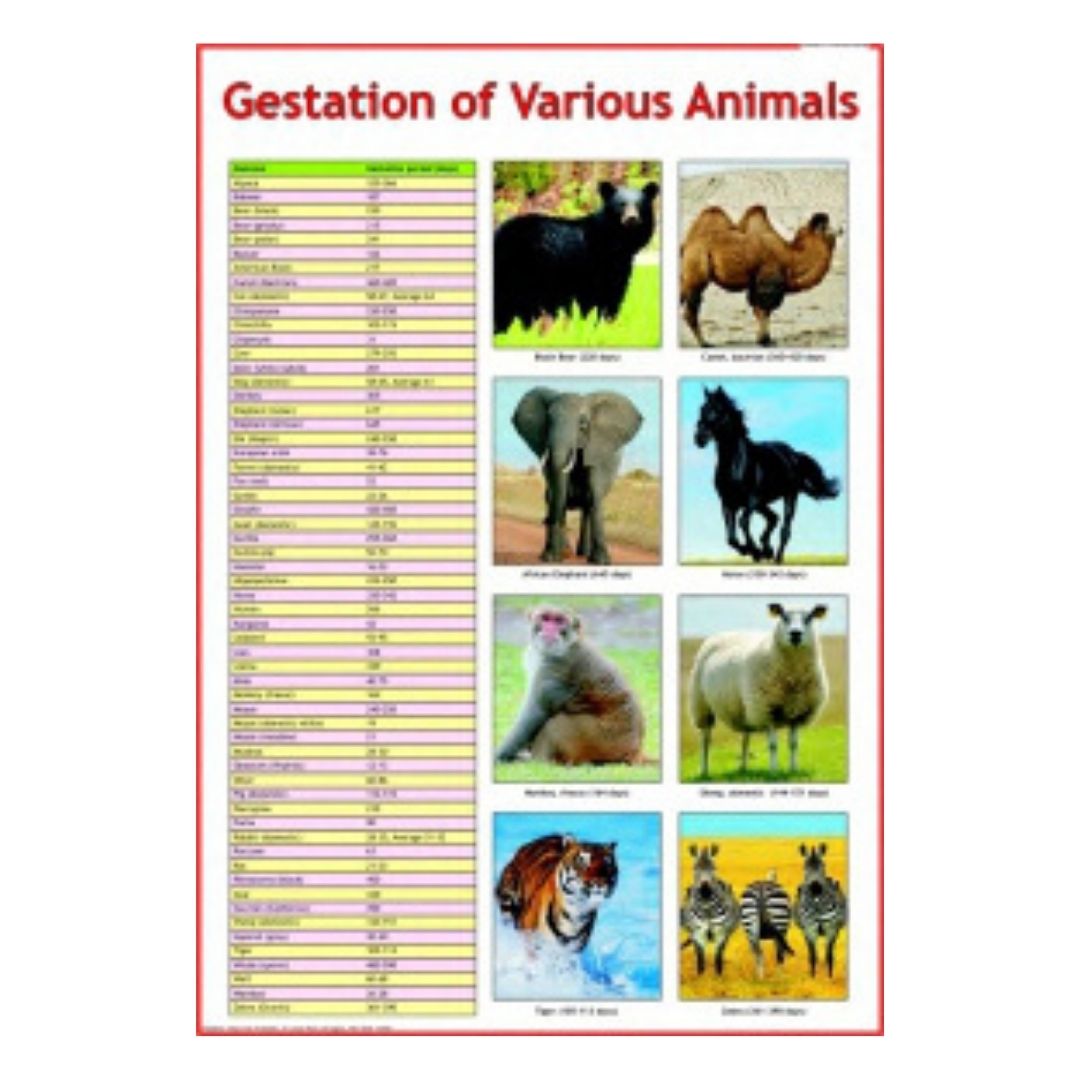 Gestation of Various Animals Educational Chart – Laminated Paper (70 x 100 cm)