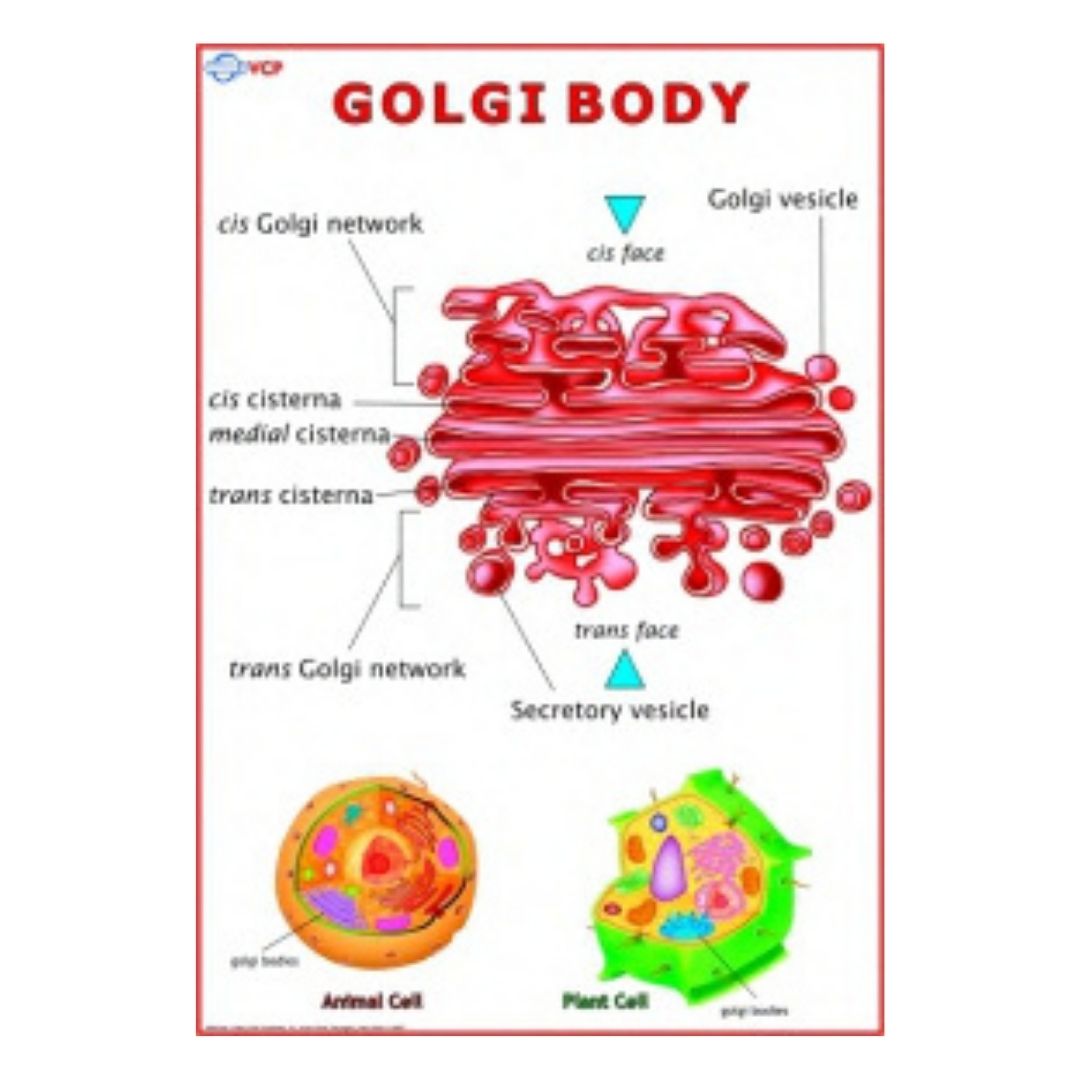 Golgi Body Educational Chart – Laminated Paper (70 x 100 cm)