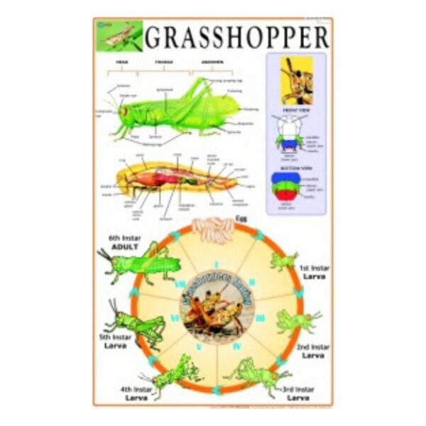 Grasshopper - Science Educational Chart – Laminated Paper