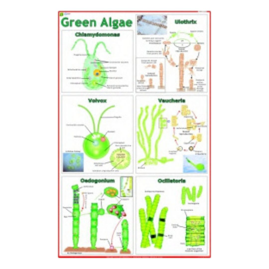 Green Algae Educational Chart – Laminated Paper (70 x 100 cm)