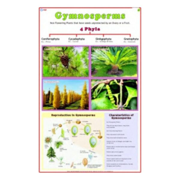 Gymnosperms - Science Educational Chart – Laminated Paper