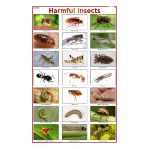 Harmful Insects - Science Educational Chart – Laminated Paper