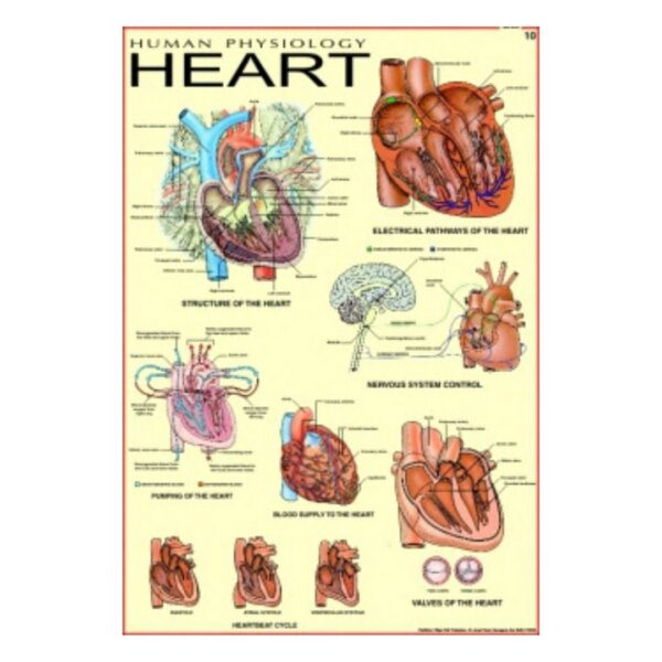 Heart - Science Educational Chart – Laminated Paper