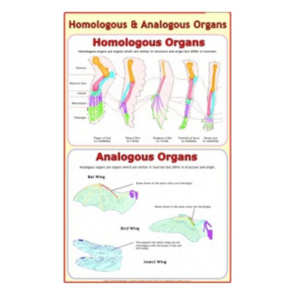 Homologous & Analogous Organs - Science Educational Chart – Laminated Paper