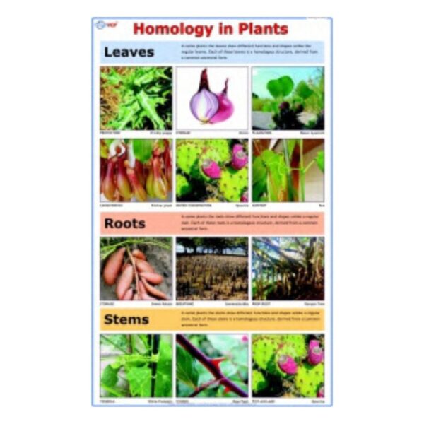 Homology in Plants - Science Educational Chart – Laminated Paper